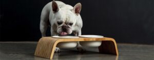 Подходит ли корм Грандорф для белых собак?