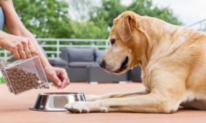 Корма Grandorf — выбор в пользу здоровья вашей собаки