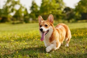 5 особенностей при покупке корги